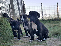 cucciolo cane corso 